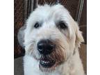 Avery, Old English Sheepdog For Adoption In Lincoln, Massachusetts