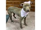 Aurora, American Pit Bull Terrier For Adoption In The Colony, Texas