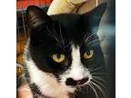 Sly Foxx, Domestic Shorthair For Adoption In Denver, Colorado