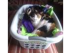 Callie The Calico, Calico For Adoption In Pensacola, Florida