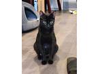 Lucy, Domestic Shorthair For Adoption In Philadelphia, Pennsylvania