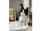 Kelly, Domestic Shorthair For Adoption In Guelph, Ontario