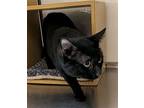 Bochett (24-126), Domestic Shorthair For Adoption In Seven Valleys, Pennsylvania