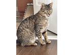 Branch, Domestic Shorthair For Adoption In Rockaway, New Jersey