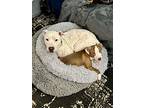 Pandora, American Pit Bull Terrier For Adoption In Norristown, Pennsylvania