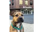 Alma, American Pit Bull Terrier For Adoption In Norristown, Pennsylvania