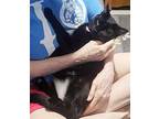 Hera - $30 Adoption Fee And Free Gift Bag, Domestic Shorthair For Adoption In