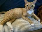 Colby, Domestic Shorthair For Adoption In Dallas, Texas