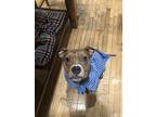 Owen, American Pit Bull Terrier For Adoption In Elmhurst, Illinois