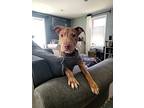 Squeak, American Pit Bull Terrier For Adoption In Elmhurst, Illinois