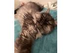 Cassie, Persian For Adoption In Toronto, Ontario