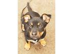 C3po, Terrier (unknown Type, Small) For Adoption In Waupaca, Wisconsin