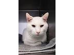 Cue Ball, Domestic Shorthair For Adoption In Indiana, Pennsylvania