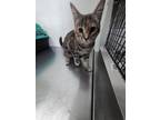 Sunlyn, Domestic Shorthair For Adoption In Simcoe, Ontario