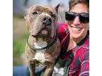 Bishop, American Pit Bull Terrier For Adoption In Oakland, California