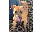 Ruby Jean, American Staffordshire Terrier For Adoption In Zuni, Virginia
