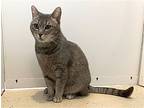 Whimsy, Domestic Shorthair For Adoption In Colorado Springs, Colorado