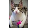 Trixie, Domestic Shorthair For Adoption In Shakespeare, Ontario