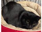 Patty, Domestic Shorthair For Adoption In Oviedo, Florida