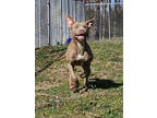 Koko, American Pit Bull Terrier For Adoption In Malvern, Pennsylvania