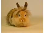 Chestnut, Lionhead For Adoption In Riverside, California