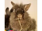 Hazelnut, Lionhead For Adoption In Riverside, California