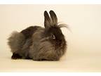 Walnut, Lionhead For Adoption In Riverside, California