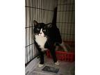 Max (fcid# 03/07/2024 - 25 Trainer), Domestic Shorthair For Adoption In