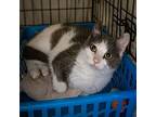 Lily (fcid# 03/06/2024 - 39 Trainer), Domestic Shorthair For Adoption In