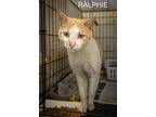 Ralphie (fcid# 03/07/2024 - 26 Trainer), Domestic Shorthair For Adoption In