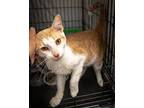 Lannister (fcid# 03/06/2024 - 28 Trainer), Domestic Shorthair For Adoption In