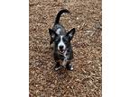 Eddy, Terrier (unknown Type, Small) For Adoption In Colebrook, Connecticut