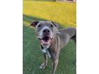 Gwen, American Pit Bull Terrier For Adoption In Hutchinson, Kansas