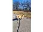 Cheeto, Golden Retriever For Adoption In Kansas City, Missouri