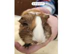 Loganette, Guinea Pig For Adoption In Auburn, Washington