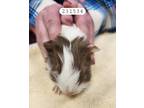 Kiwi, Guinea Pig For Adoption In Auburn, Washington