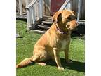 Cooper, Labrador Retriever For Adoption In Escondido, California