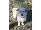 Hero, Cairn Terrier For Adoption In Kelowna, British Columbia