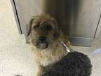 Newton, Cairn Terrier For Adoption In Kelowna, British Columbia