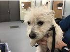 Dash, Cairn Terrier For Adoption In Kelowna, British Columbia