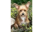 Moonpie, Cairn Terrier For Adoption In Kelowna, British Columbia