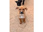 Tortilla, American Staffordshire Terrier For Adoption In Saugus, Massachusetts