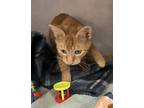 Tiger, Domestic Shorthair For Adoption In Salem, New Hampshire