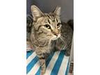 Squirrel, Domestic Shorthair For Adoption In Salem, New Hampshire