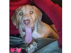 Milo, Labrador Retriever For Adoption In Mesa, Arizona