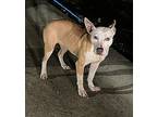 24-03-0855 Daisy, Terrier (unknown Type, Medium) For Adoption In Dallas, Georgia