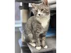 Aaron, Domestic Shorthair For Adoption In St. Johnsbury, Vermont