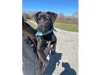 Tripp (foster-to-adopt), Labrador Retriever For Adoption In Mississauga, Ontario