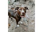 Twinny, American Staffordshire Terrier For Adoption In Phenix City, Alabama