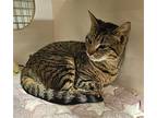 Paula - At Leesburg Petco, Domestic Shorthair For Adoption In Frederick